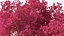 Tabebuia Avellanedae Tree