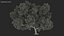 Tabebuia Avellanedae Tree