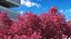 Tabebuia Avellanedae Tree
