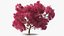 Tabebuia Avellanedae Tree