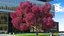 Tabebuia Avellanedae Tree