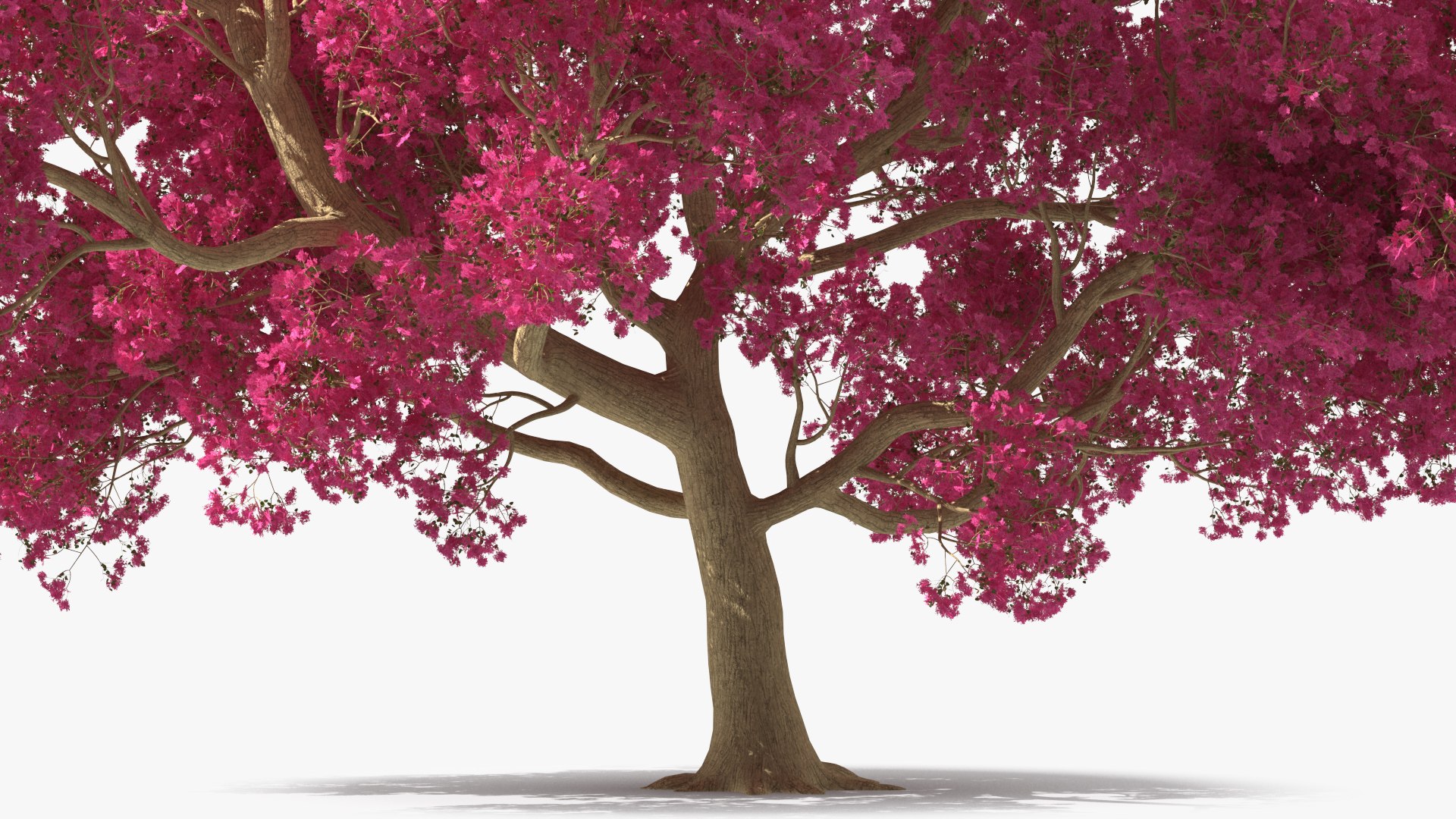 Tabebuia Avellanedae Tree 3D model https://p.turbosquid.com/ts-thumb/Wm/b46aRM/i2/tabebuiaavellanedaetree3dsmodel009/jpg/1620976285/1920x1080/fit_q87/fe06b8af4575e2c9caf84534d7c742994f6ce5ec/tabebuiaavellanedaetree3dsmodel009.jpg