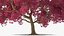 Tabebuia Avellanedae Tree