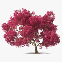 Tabebuia Avellanedae Tree