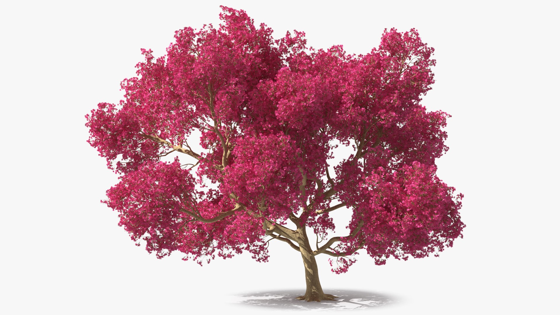 Tabebuia Avellanedae Tree 3D model preview