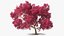 Tabebuia Avellanedae Tree