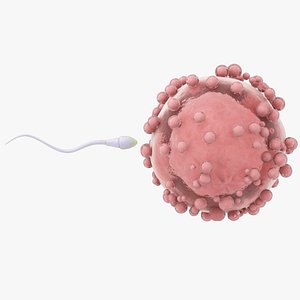 3D Sperm and Ovum Cell
