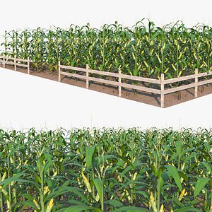 Corn Field 3D model