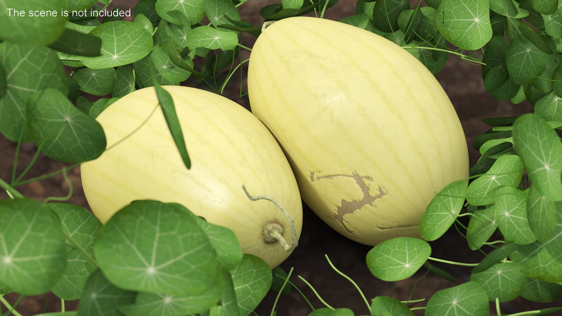 3D Watermelons Collection 2 https://p.turbosquid.com/ts-thumb/Wm/wAF4gN/EE/watermelons_collection_2_002/jpg/1702634150/1920x1080/fit_q87/774551f78072320aa52f1a9d98d75cb3d4012f0f/watermelons_collection_2_002.jpg