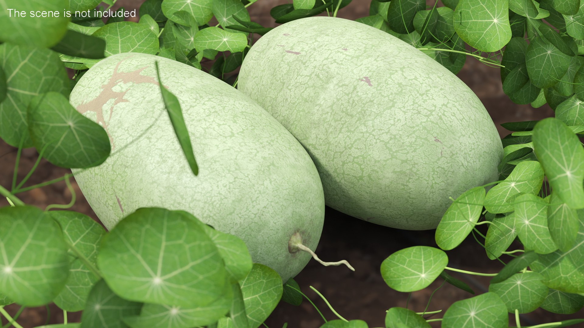 3D Watermelons Collection 2 https://p.turbosquid.com/ts-thumb/Wm/wAF4gN/Er/watermelons_collection_2_012/jpg/1702634167/1920x1080/fit_q87/5e1718c966f0d8df7f35157f826a75774581b447/watermelons_collection_2_012.jpg