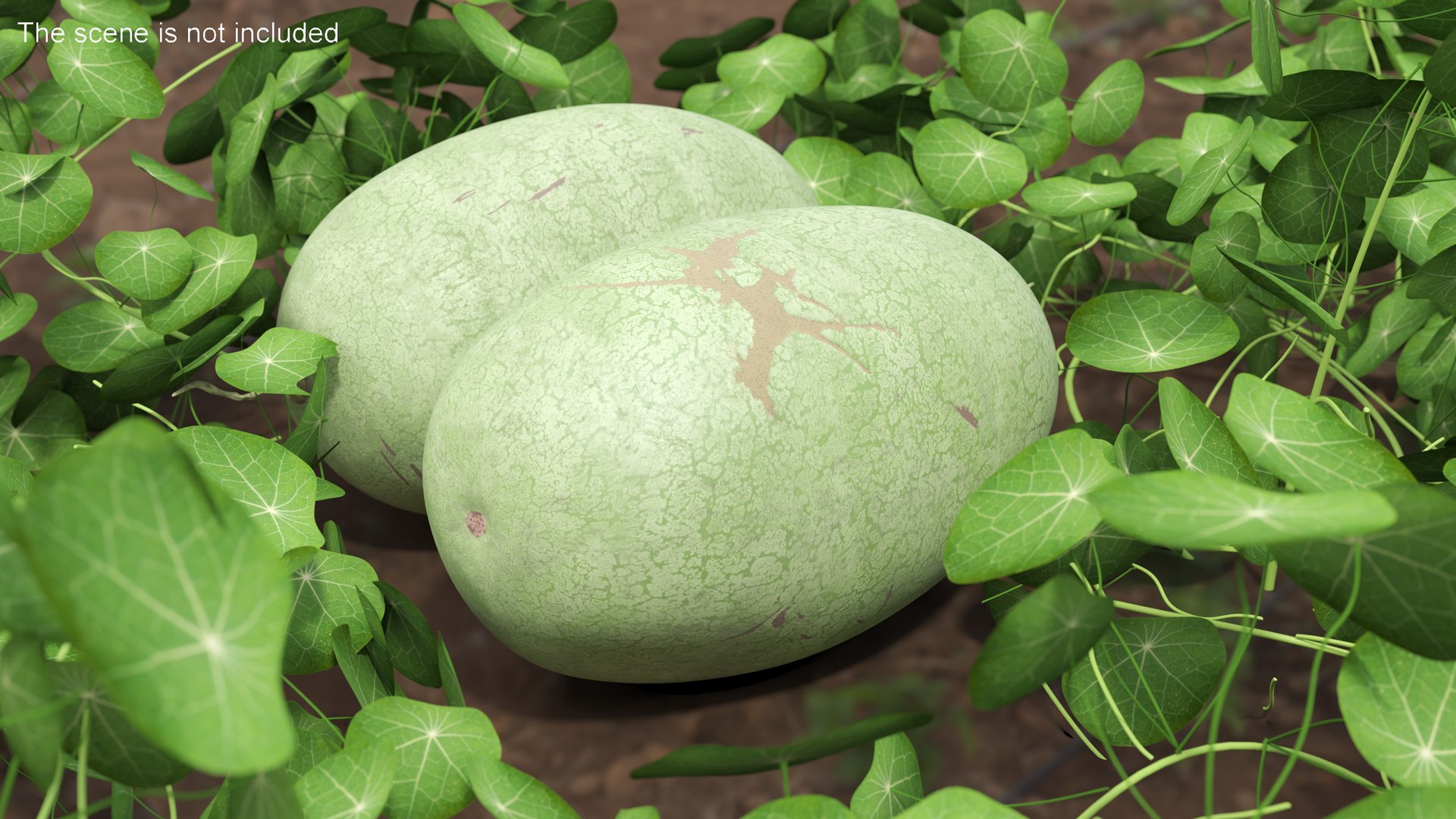 3D Watermelons Collection 2 https://p.turbosquid.com/ts-thumb/Wm/wAF4gN/O4/watermelons_collection_2_011/jpg/1702634165/1920x1080/fit_q87/e3fdd46298c22b0bb03f81af050c9a31fac10611/watermelons_collection_2_011.jpg