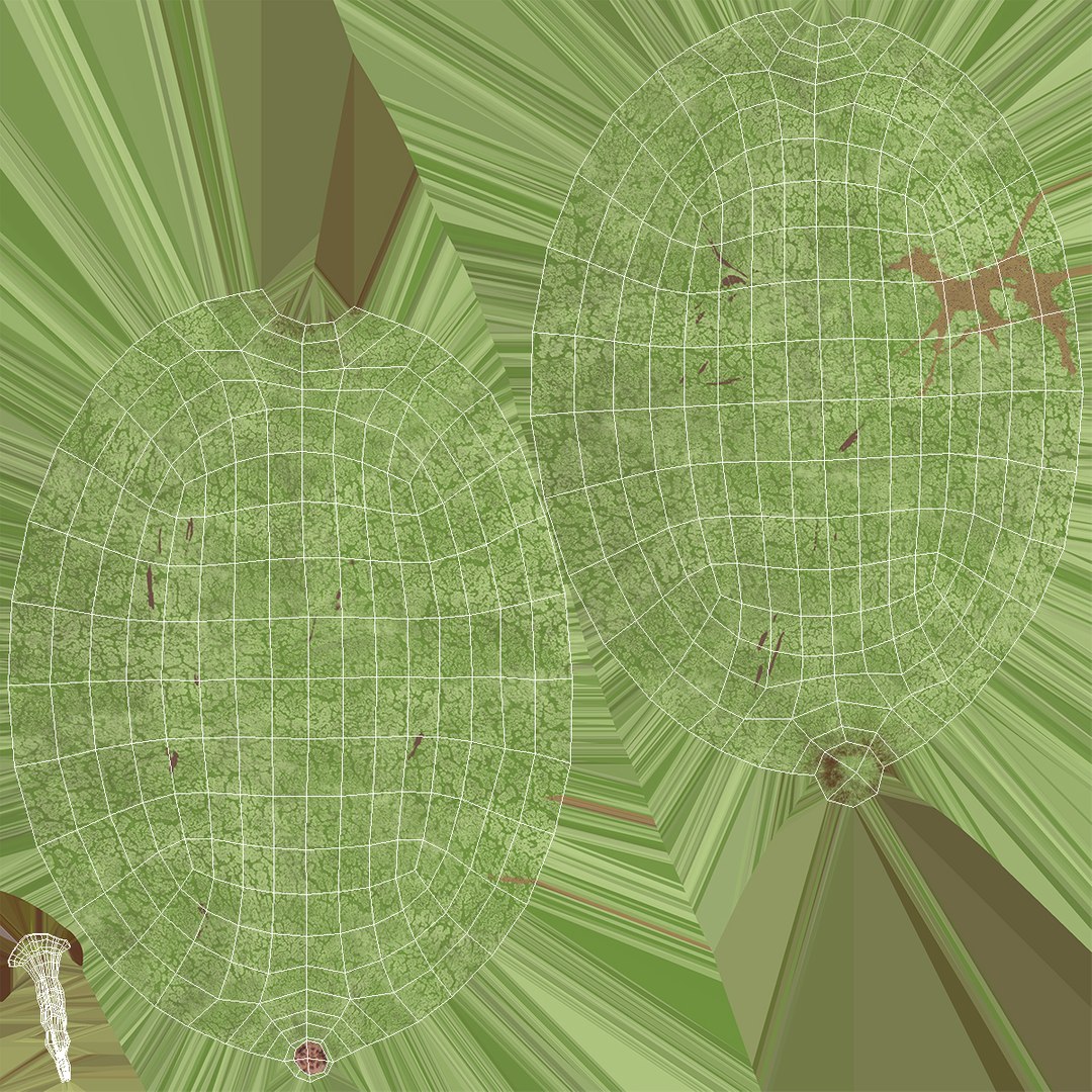 3D Watermelons Collection 2 https://p.turbosquid.com/ts-thumb/Wm/wAF4gN/xQ/watermelons_collection_2_037/jpg/1702634199/1920x1080/fit_q87/803b75856ba3b0d83ad70b1ac22bcddbf2a092d7/watermelons_collection_2_037.jpg