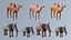 Animals 1 3D model