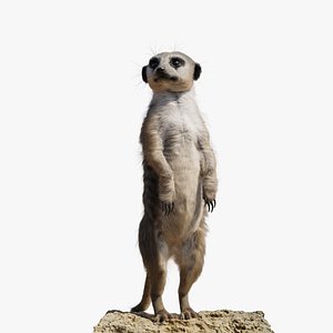 Meerkat Rigged Blender