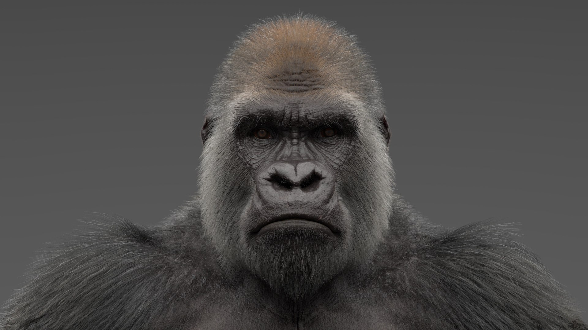 3D model Gorilla Rigged - TurboSquid 1818871