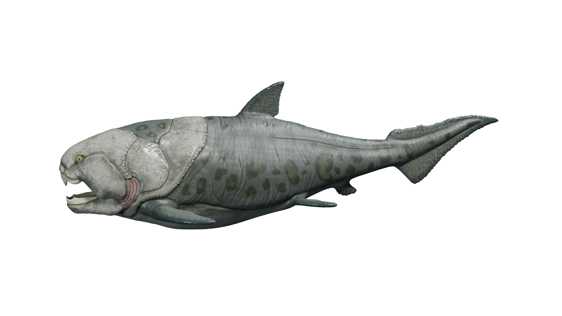 3D Dunkleosteus https://p.turbosquid.com/ts-thumb/Wn/7he2v9/pj/dunkleosteus/png/1757561200/1920x1080/turn_fit_q99/5b751681653d83bcc5dda24e512993e6cee69a07/dunkleosteus-1.jpg