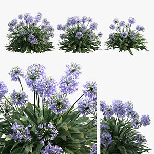 Agapanthus 01