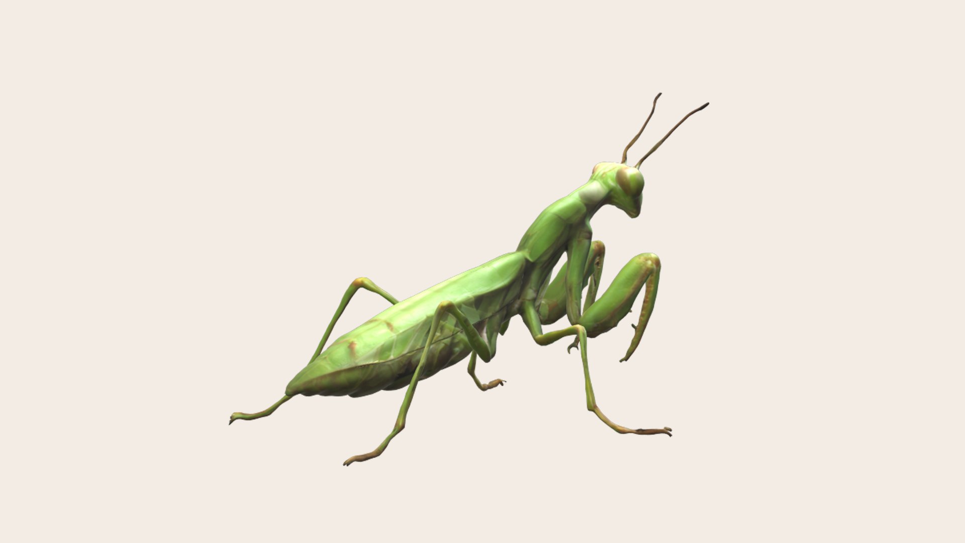 Praying Mantis 3D Model - TurboSquid 2323821