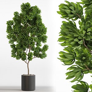 3D植物集合752模型