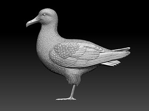 seagull sea gull 3D
