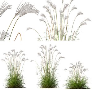 HQ Plants Miscanthus Nepalensis Sinensis Sarabande Adagio Version03 3D model