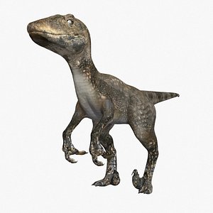 Raptor
