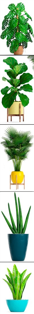 3D palm plants https://p.turbosquid.com/ts-thumb/Wn/iqrJTY/1VX6jhiG/setplantbiginpots06/jpg/1498646325/1920x1080/fit_q87/6d0022e7dca0ad90e11def99669c3d1a54afc6e2/setplantbiginpots06.jpg