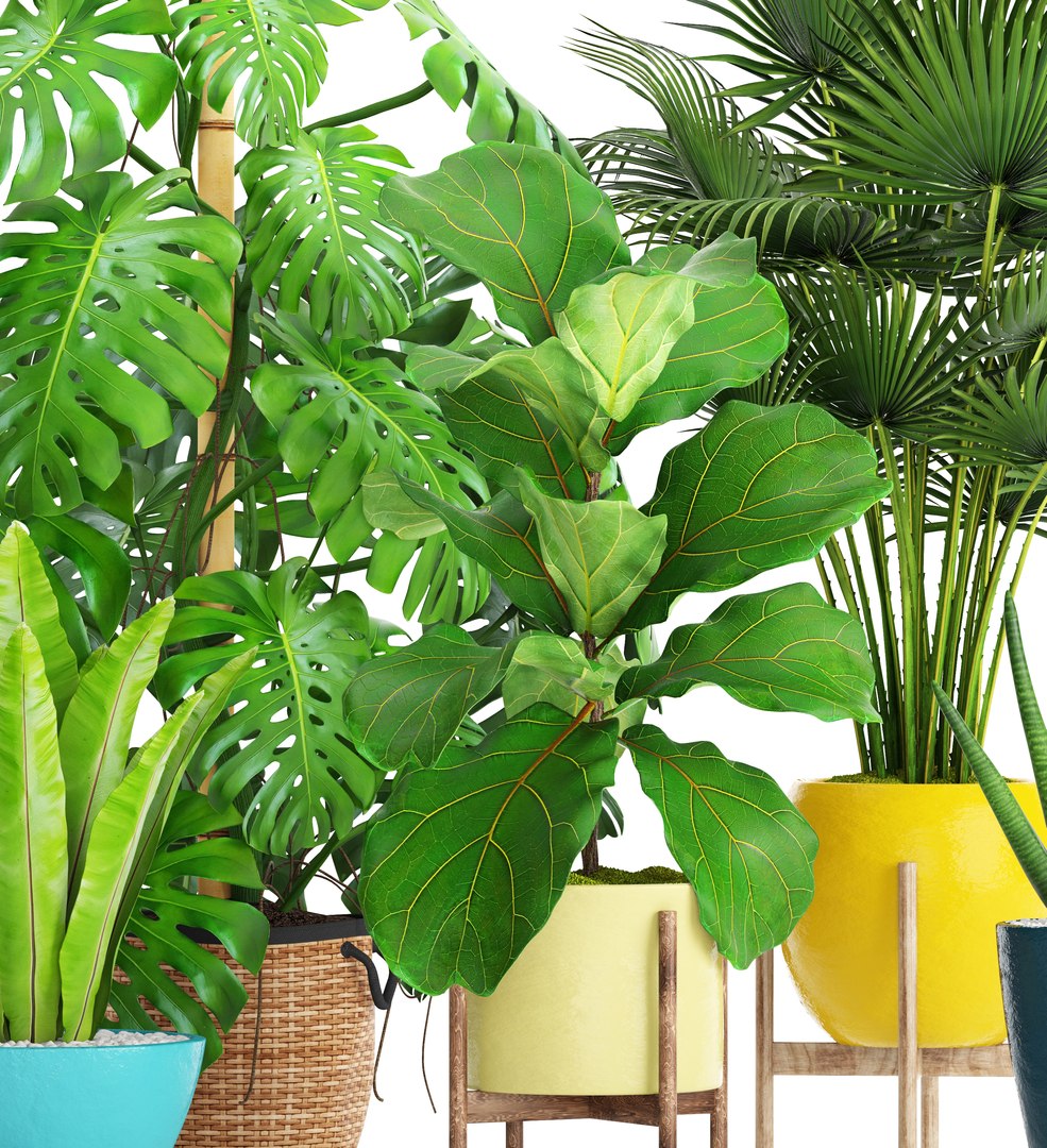3D palm plants https://p.turbosquid.com/ts-thumb/Wn/iqrJTY/L2sF1FU8/setplantbiginpots04/jpg/1498646324/1920x1080/fit_q87/cbc3fb2a5dd296680732a78fd4c53c003ce198ce/setplantbiginpots04.jpg