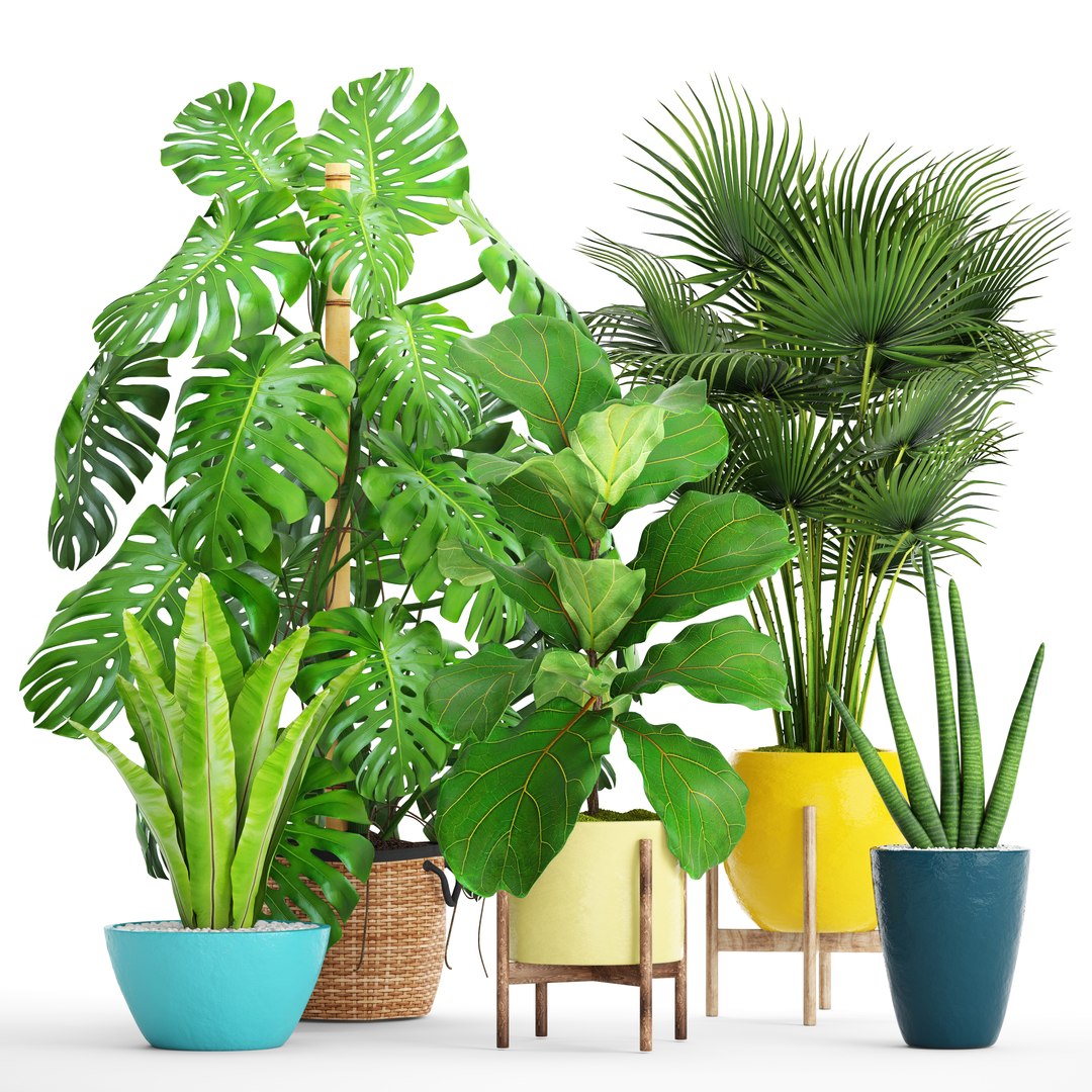 3D palm plants https://p.turbosquid.com/ts-thumb/Wn/iqrJTY/SNy5z8Sk/setplantbiginpots01/jpg/1498646324/1920x1080/fit_q87/e0c946a8d77d74a6e022fe20a8a421cb1ce6b38a/setplantbiginpots01.jpg