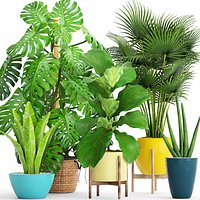 Collection plants(1)(1)
