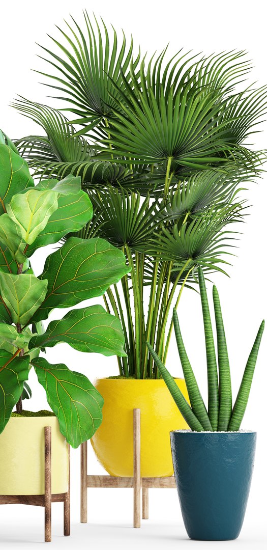 3D palm plants https://p.turbosquid.com/ts-thumb/Wn/iqrJTY/ajSmgdCq/setplantbiginpots03/jpg/1498646324/1920x1080/fit_q87/4f93e44adbae393a56cd035e4ddf83d10b55f131/setplantbiginpots03.jpg
