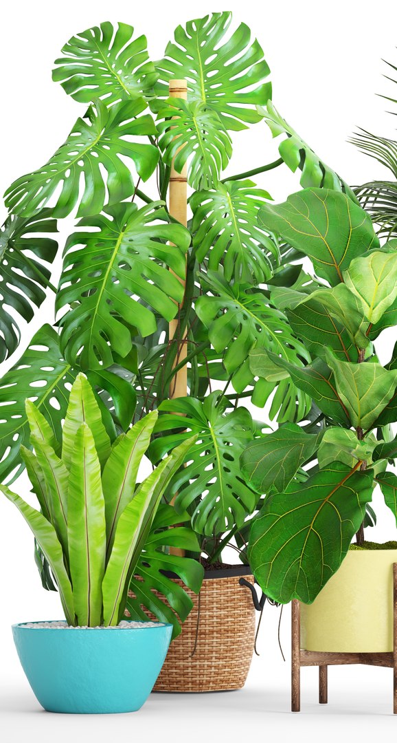 3D palm plants https://p.turbosquid.com/ts-thumb/Wn/iqrJTY/bdK7swr3/setplantbiginpots02/jpg/1498646324/1920x1080/fit_q87/a5f8cfebc8824fd224a222c211a4c48ef0b7a9db/setplantbiginpots02.jpg
