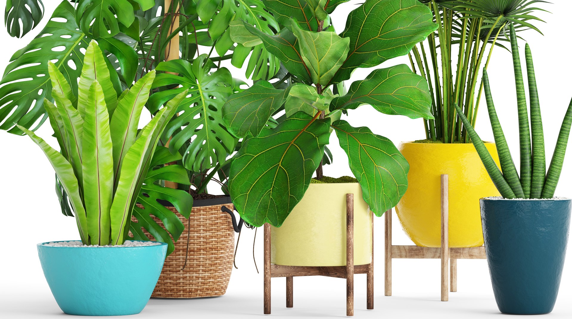 3D palm plants https://p.turbosquid.com/ts-thumb/Wn/iqrJTY/dFB1NJo7/setplantbiginpots05/jpg/1498646325/1920x1080/fit_q87/e6c41f8bc79619722cffbe562339afdd534c70fb/setplantbiginpots05.jpg