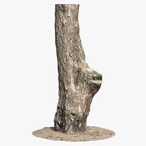 Pine Tree Trunk Scan 01