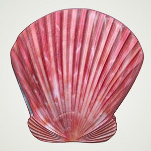 sea shell scallop pecten 3D model