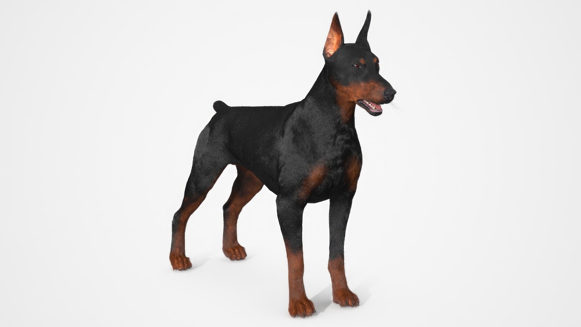 3D Doberman Pinscher Fur For Cinema 4D Rigged - TurboSquid 2413173