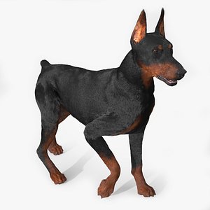 3D Doberman Pinscher Fur for Cinema 4D Rigged