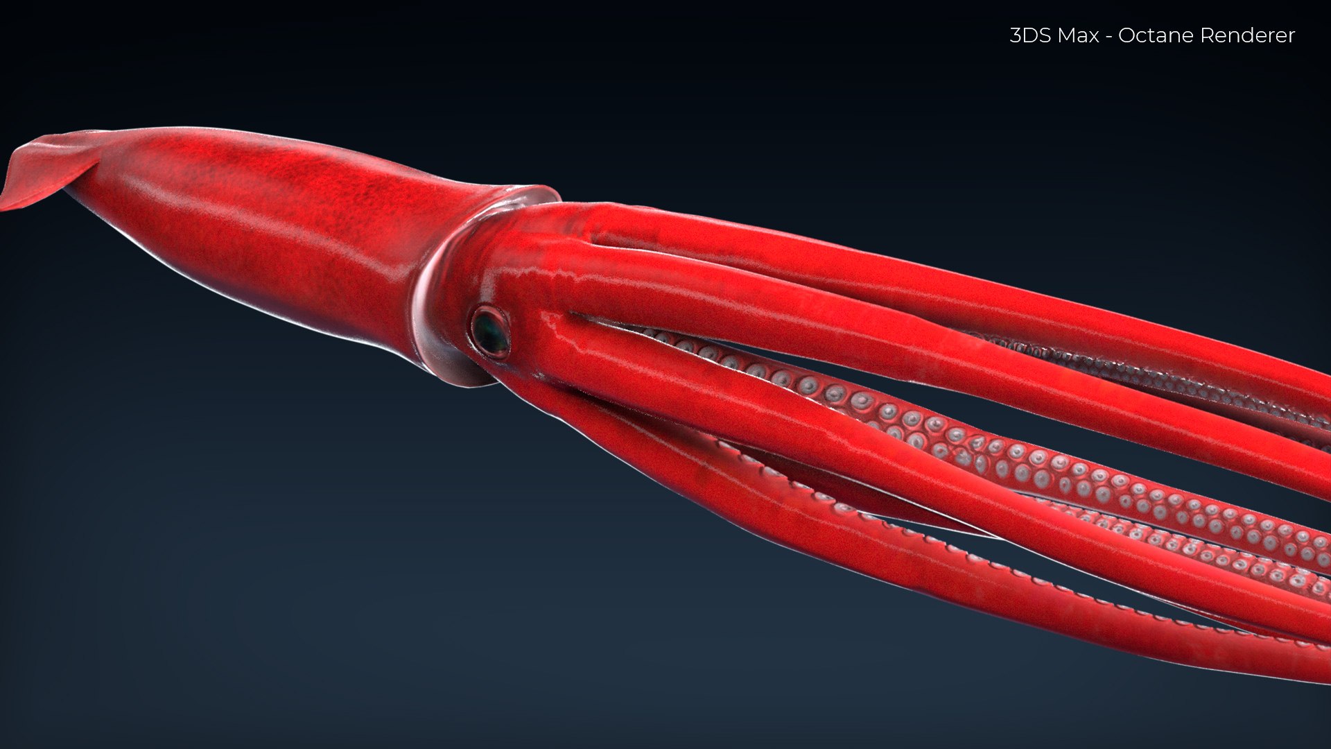 3D GiantSquidOBJ https://p.turbosquid.com/ts-thumb/Wo/5A62Fy/zV/6/jpg/1633588220/1920x1080/fit_q87/f6fd56a300ffc5dfe0be9ee33084d53bca9a2ab9/6.jpg