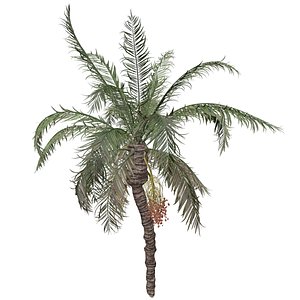 3D Date Palm Tree - 10 - model