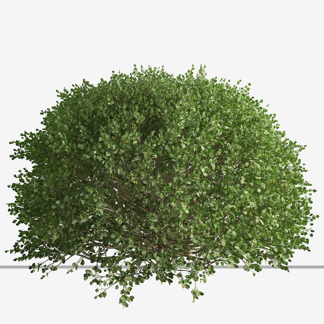Set Of Boxood Or Buxaceae Shrub - 3 Shrubs 3D Model - TurboSquid 2000652