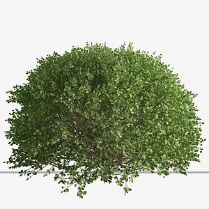 Set of Boxood or Buxaceae  Shrub - 3 Shrubs 3D model