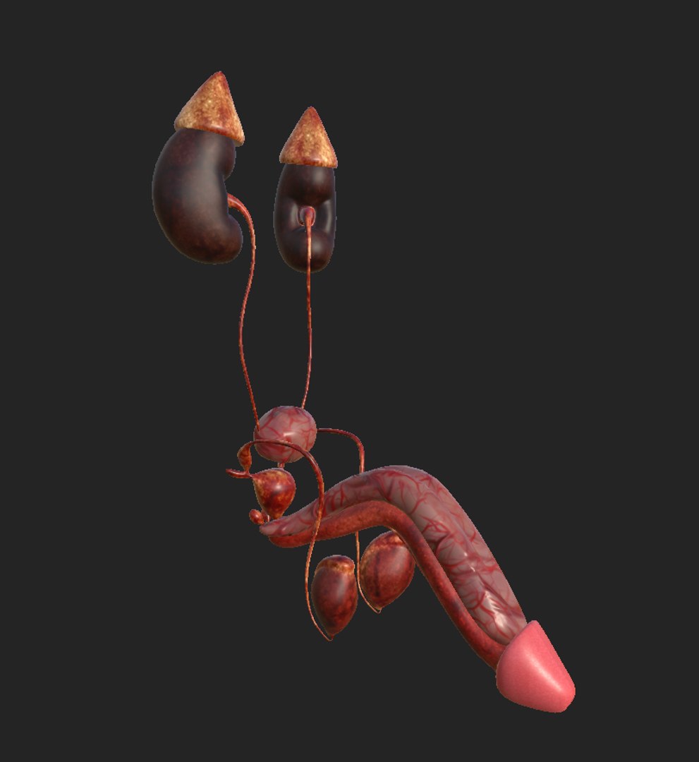 3D Male reproductive system model - TurboSquid 1830692