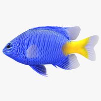 Yellowtail Damselfish