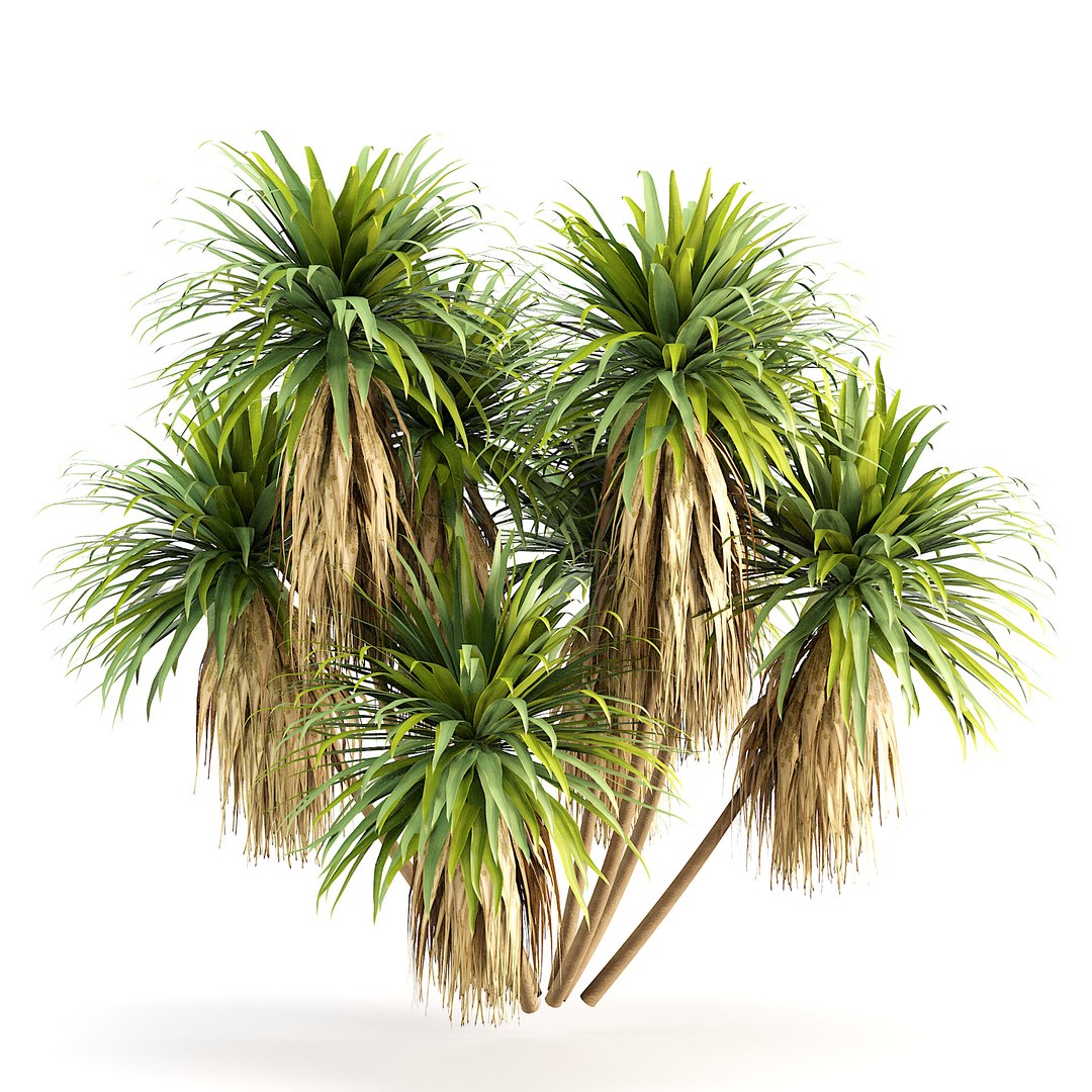 Outdoor Palms 3d Pack Collection model https://p.turbosquid.com/ts-thumb/Wo/R8Kh6i/7T/z014/jpg/1694473348/1920x1080/fit_q87/f0f02a2c63f5e5cac7992b917ec4085b791ad9e8/z014.jpg