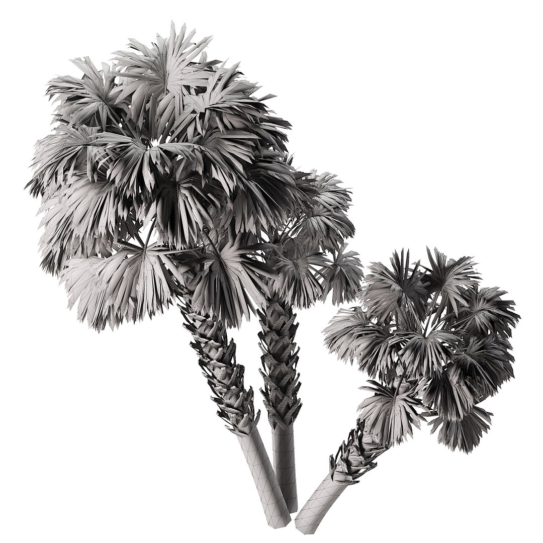 Outdoor Palms 3d Pack Collection model https://p.turbosquid.com/ts-thumb/Wo/R8Kh6i/Or/z054/jpg/1698495837/1920x1080/fit_q87/4e6cc64049e3f7e2e64d26d0a26c146075e62b97/z054.jpg