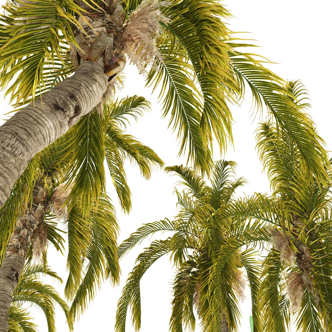 Outdoor Palms 3d Pack Collection model https://p.turbosquid.com/ts-thumb/Wo/R8Kh6i/Rm/z01pp/jpg/1659915240/1920x1080/fit_q87/9617a6e9ed7637ce27169c5a4ff27e1ee4737f11/z01pp.jpg