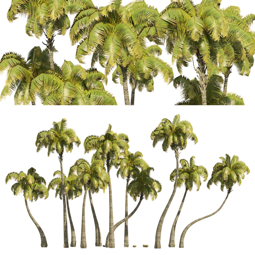 Outdoor Palms 3d Pack Collection model https://p.turbosquid.com/ts-thumb/Wo/R8Kh6i/UM/cover01/jpg/1656111838/1920x1080/fit_q87/8112886e498dd47cc15ef482adc92c742893be73/cover01.jpg
