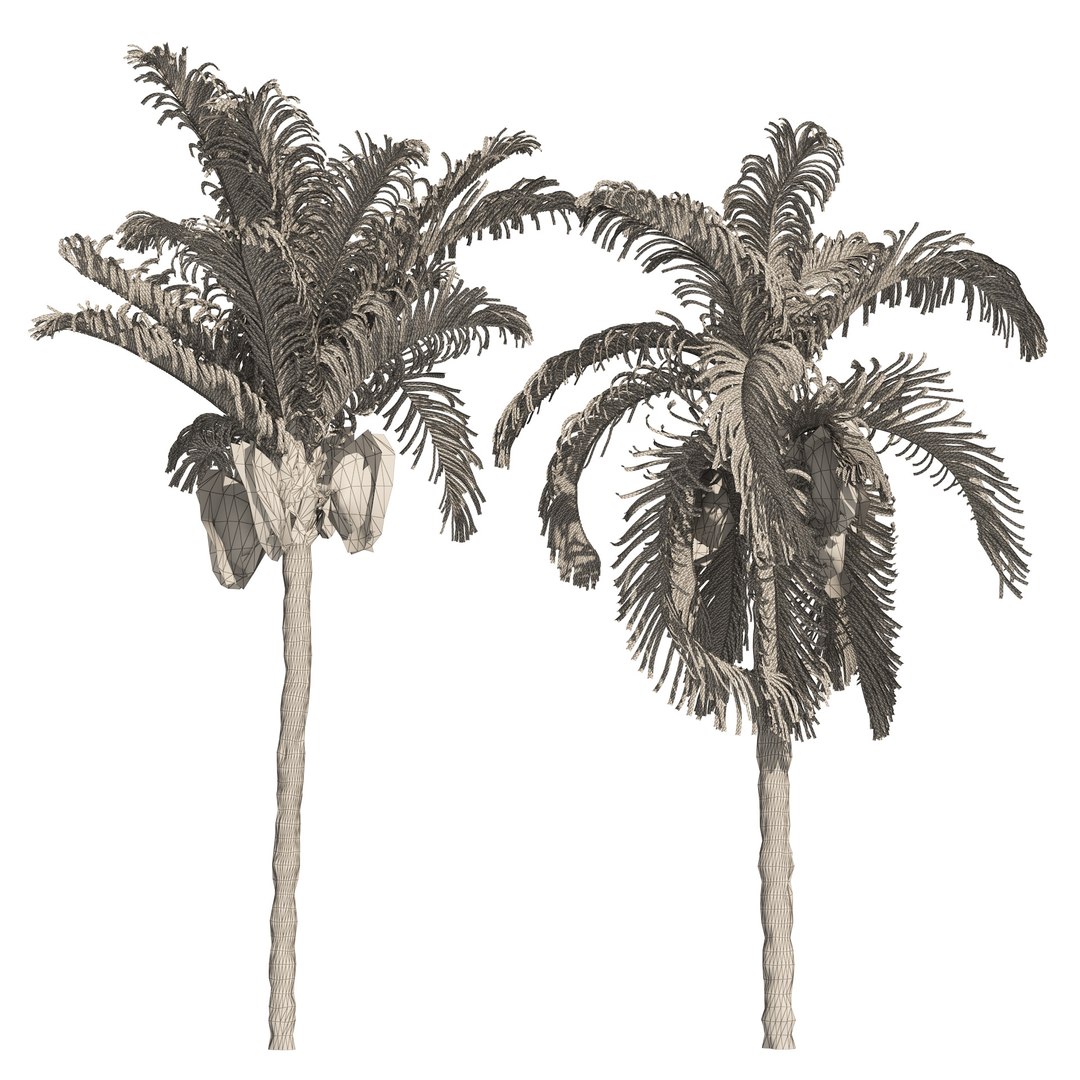 Outdoor Palms 3d Pack Collection model https://p.turbosquid.com/ts-thumb/Wo/R8Kh6i/Y0/wire/jpg/1665656484/1920x1080/fit_q87/917fa951753280be3aadfb43090cde414b917c48/wire.jpg