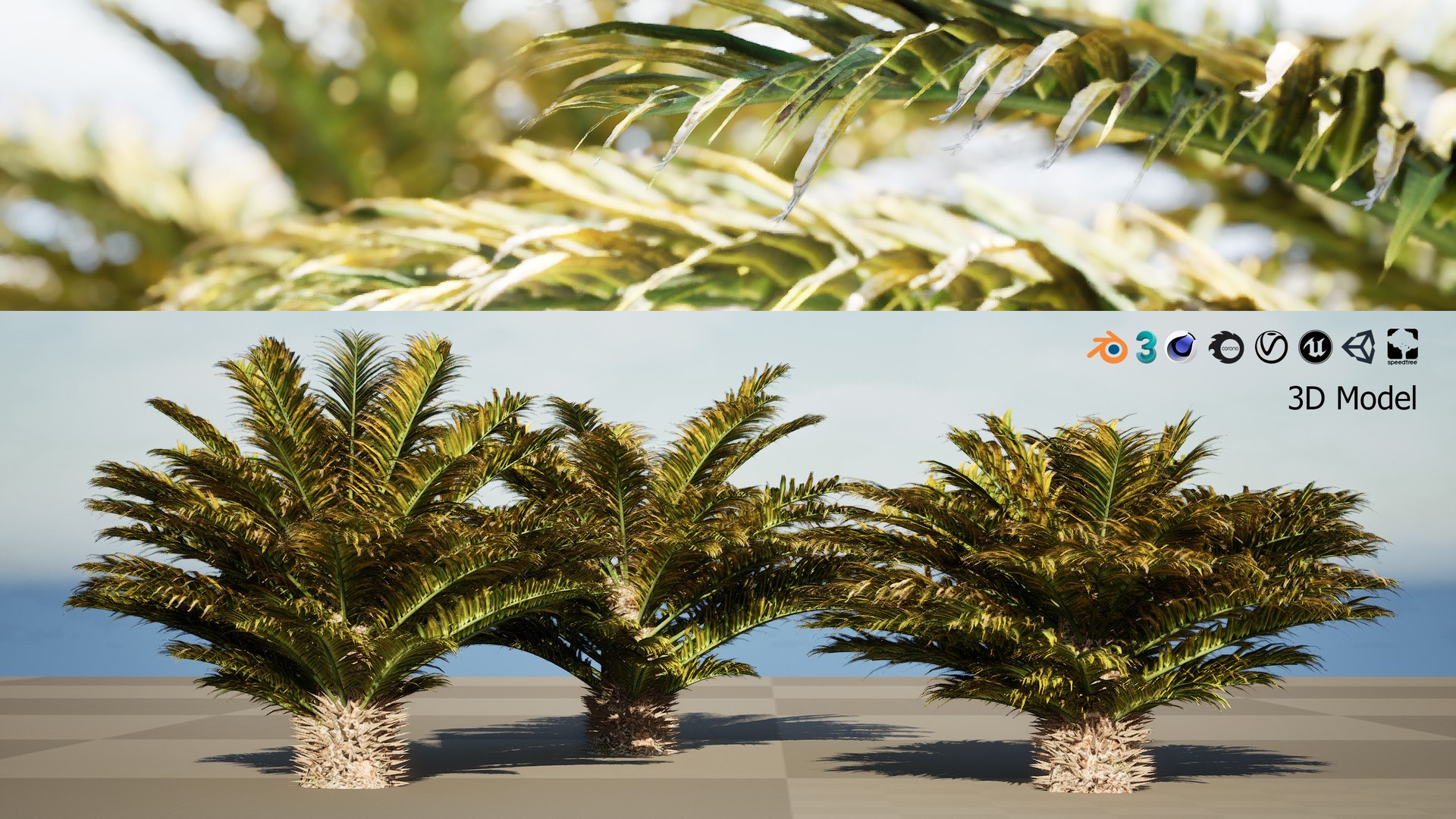 Outdoor Palms 3d Pack Collection model https://p.turbosquid.com/ts-thumb/Wo/R8Kh6i/bY/artcover02/jpg/1719569668/1920x1080/fit_q87/9663ba7f1212233a22f30288db52b72de2ec5bfe/artcover02.jpg