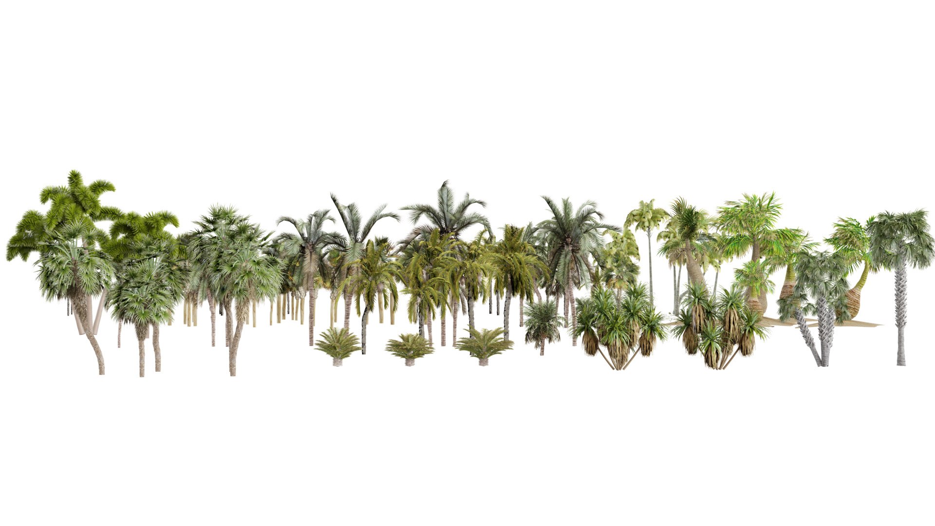 Outdoor Palms 3d Pack Collection model https://p.turbosquid.com/ts-thumb/Wo/R8Kh6i/cp/z03/jpg/1721829551/1920x1080/fit_q87/818dab714058603acca90afab1c2af0aed51be4c/z03.jpg